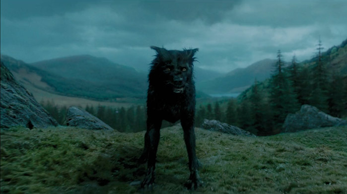Sirius Black trasformato in lupo nero