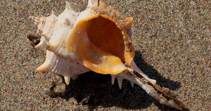 I murici, i molluschi usati dai Fenici per produrre la porporina