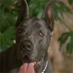 Gaetano