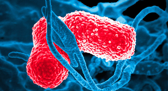 I batteri e le patologie infettive