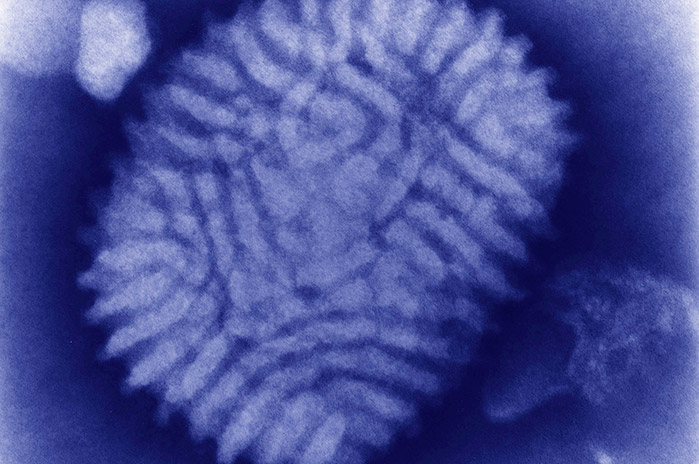 I virus: come sono, da cosa sono originati