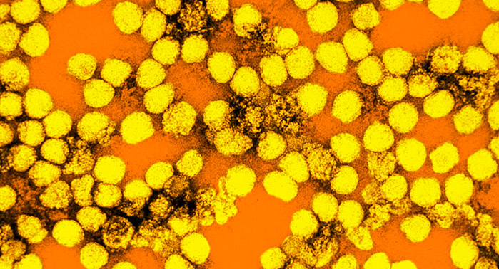 I virus: come sono, da cosa sono originati