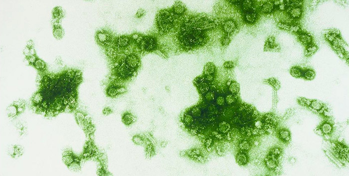 I virus: come sono, da cosa sono originati